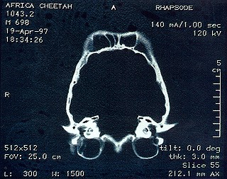 CT-scan-of-cheetah-pic1-120399