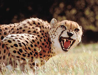 LR-Cheetah-adultC12425