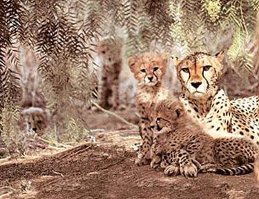 LR-Cheetah-familyC13285