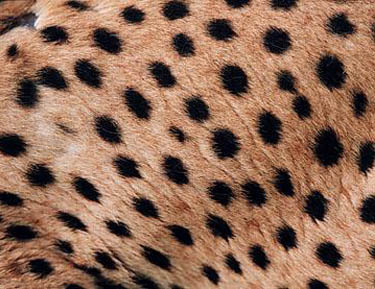 LR-Cheetah-spotsT98-231
