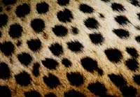 cheetah-spots-2