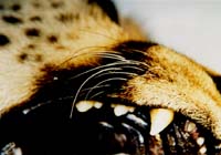 cheetah-whiskers